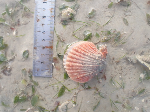 Mimachlamys punctata observed 2023-03-25