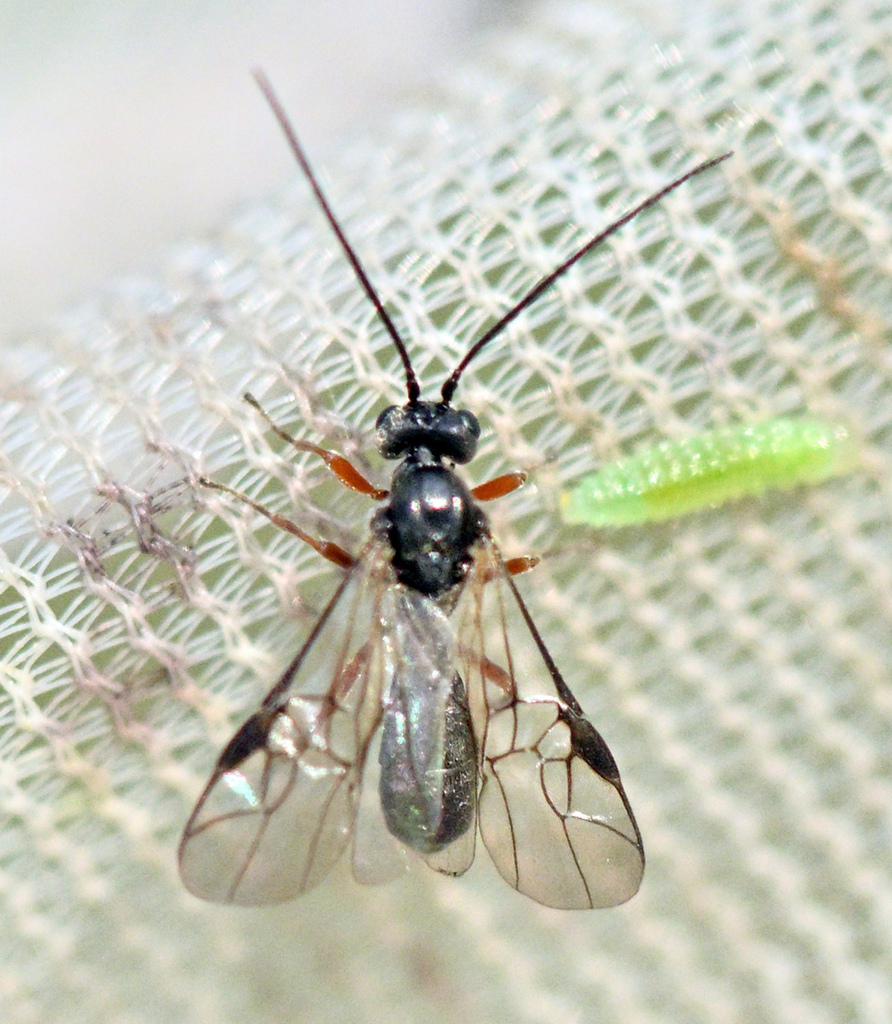 Ichneutes