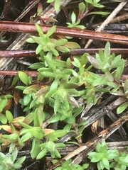 Pyxidanthera barbulata