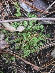 Pyxidanthera barbulata