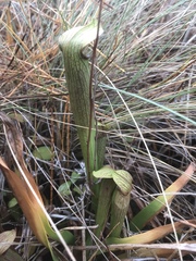 Sarracenia rubra