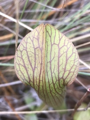 Sarracenia rubra