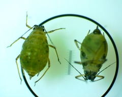 Lipaphis pseudobrassicae