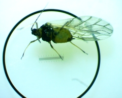 Lipaphis pseudobrassicae