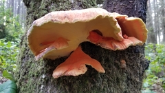 Laetiporus conifericola image