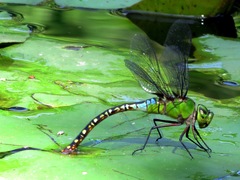 Anax panybeus