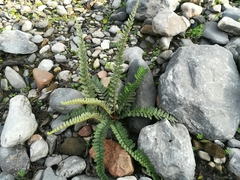 Astrolepis crassifolia