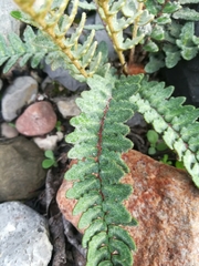 Astrolepis crassifolia