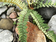 Astrolepis crassifolia