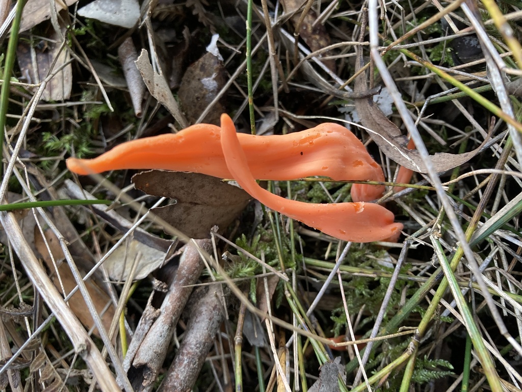 Flame fungus from Whipstick Gully Natural Features Reserve, Foster, VIC ...