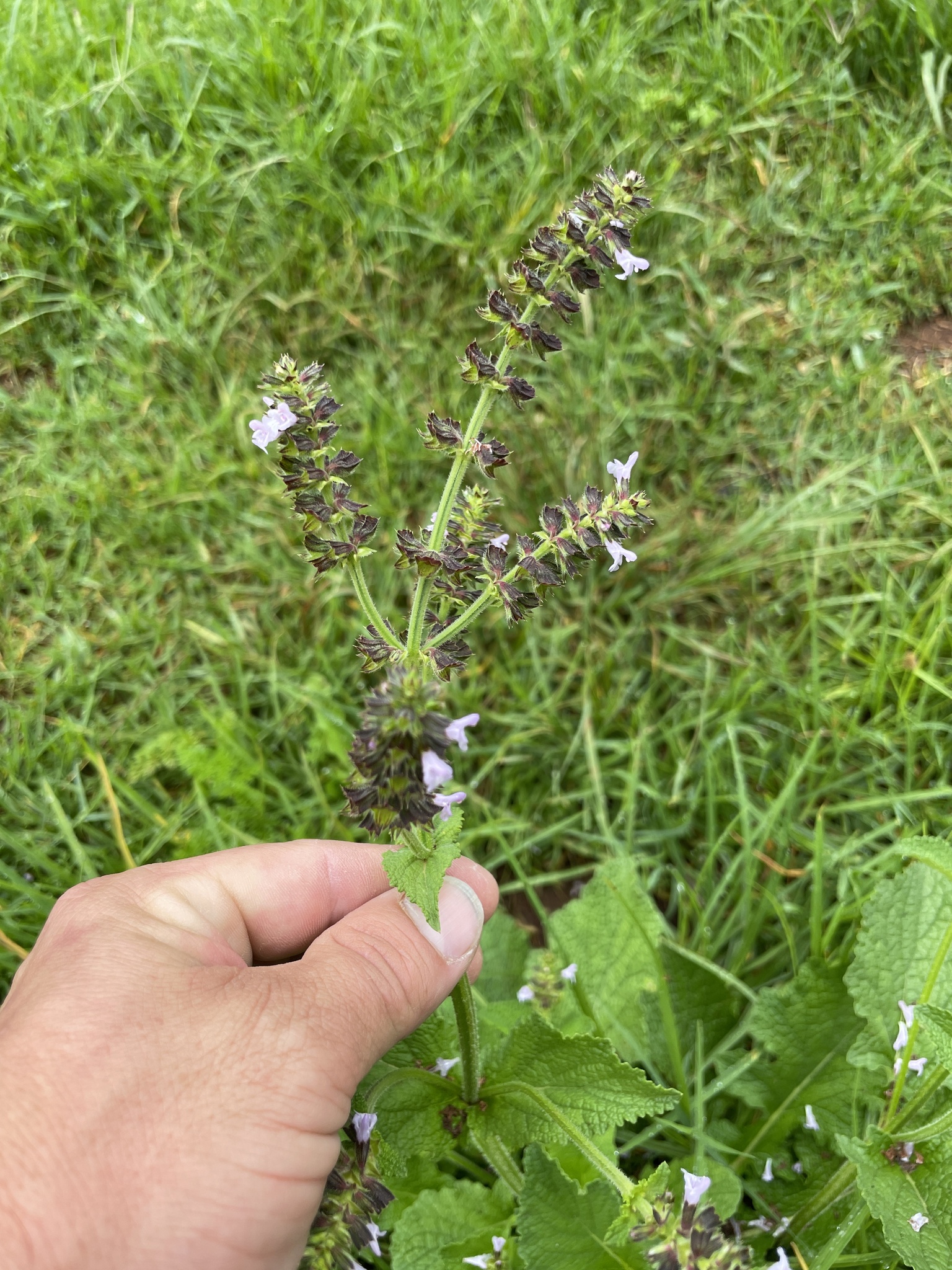 Imagem de Sálvia-do-nilo