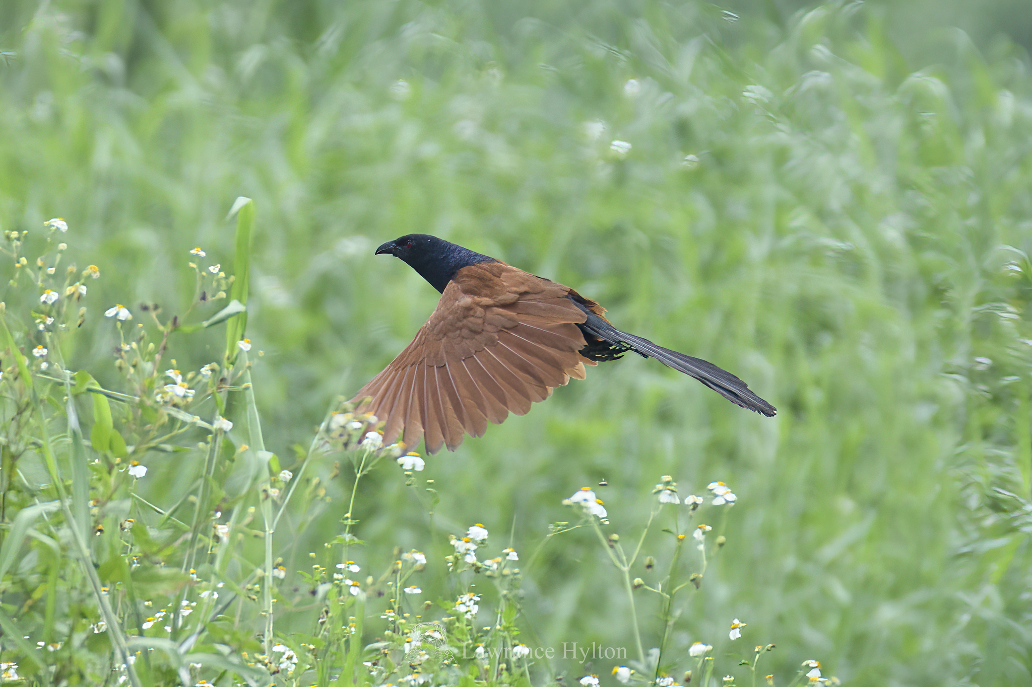 Greater Coucal
