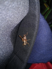 Antaxius spinibrachius