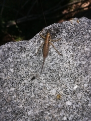 Antaxius spinibrachius