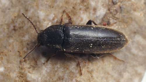Xylita