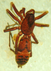 Micaria gosiuta