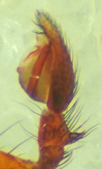 Micaria gosiuta