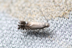 Glyphipterix simpliciella