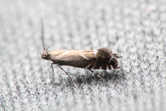 Glyphipterix simpliciella