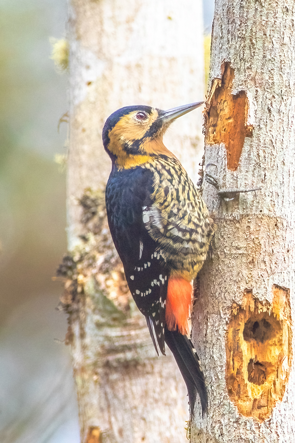 Darjeeling Woodpecker (Dendrocopos darjellensis)