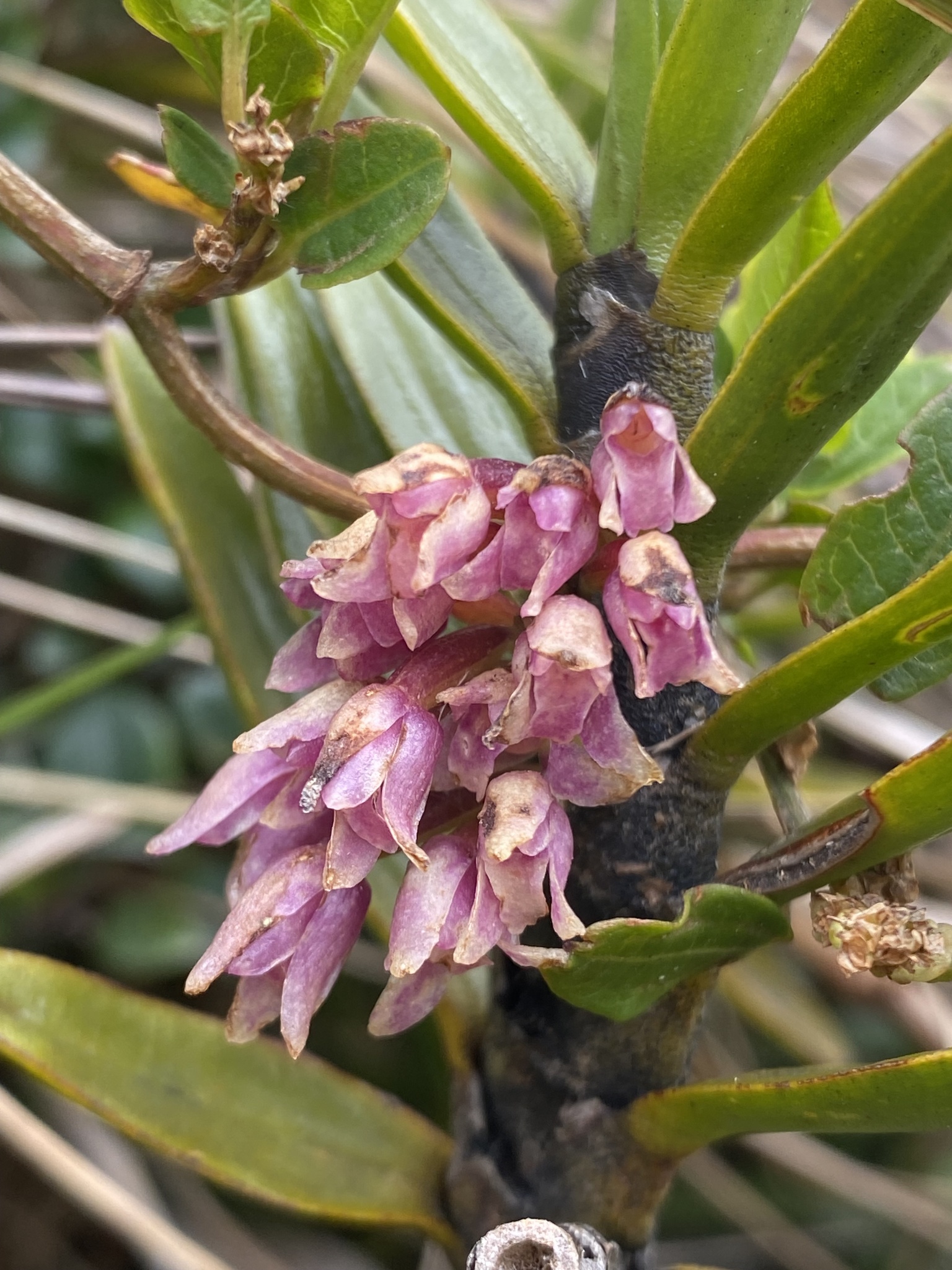 Maxillaria image