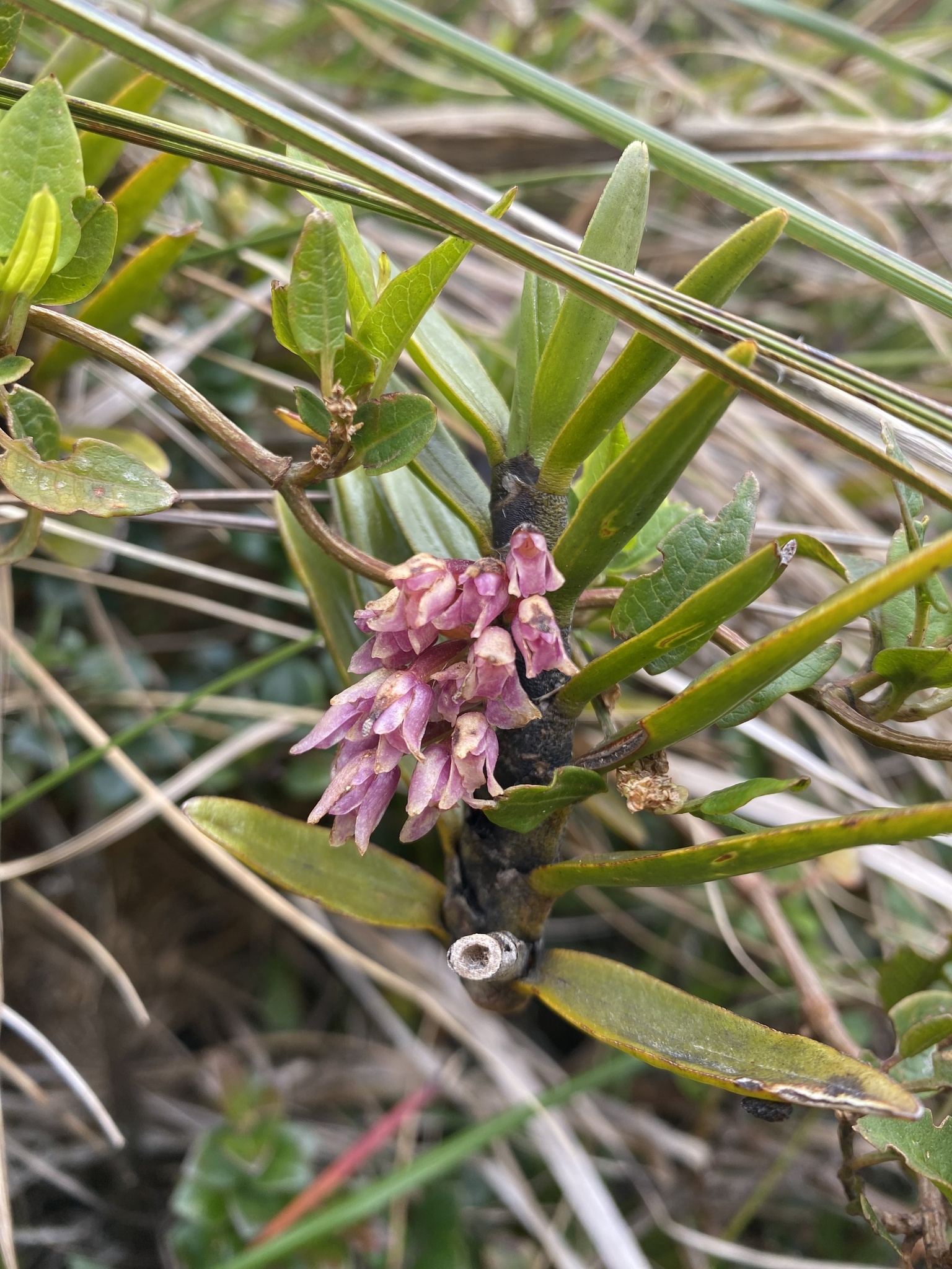 Maxillaria aggregata image