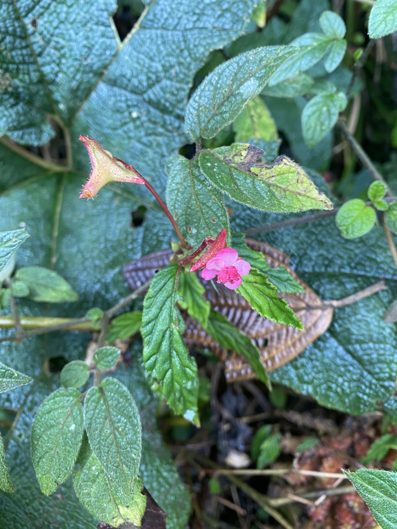 Begonia image