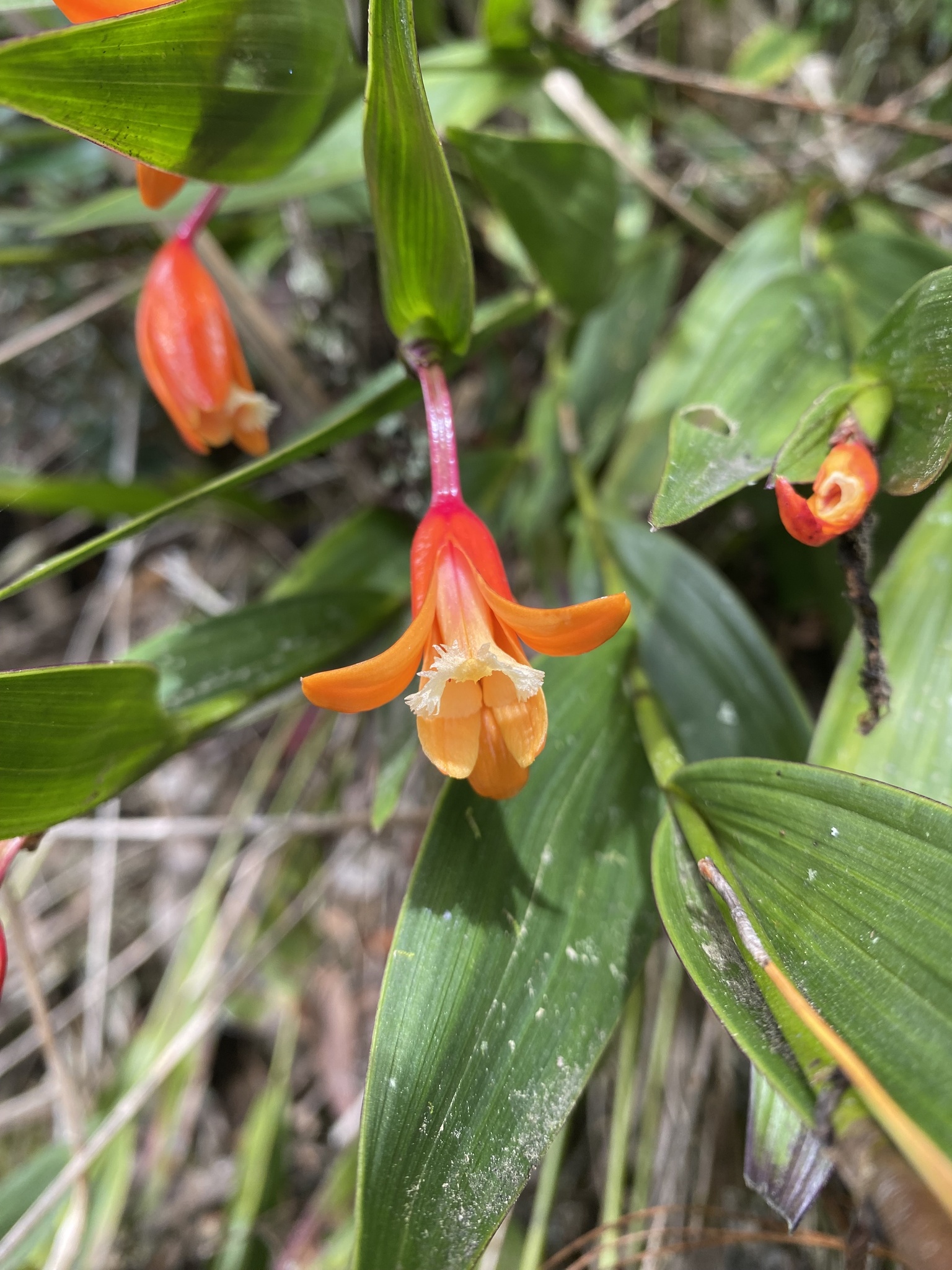 Sobralia crocea image