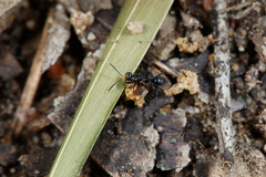 Dryinidae
