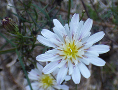 Malacothrix saxatilis saxatilis