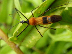 Zelus vespiformis