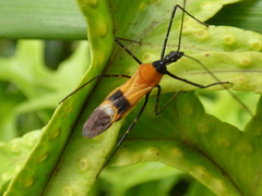 Zelus vespiformis