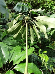 Heptapleurum actinophyllum