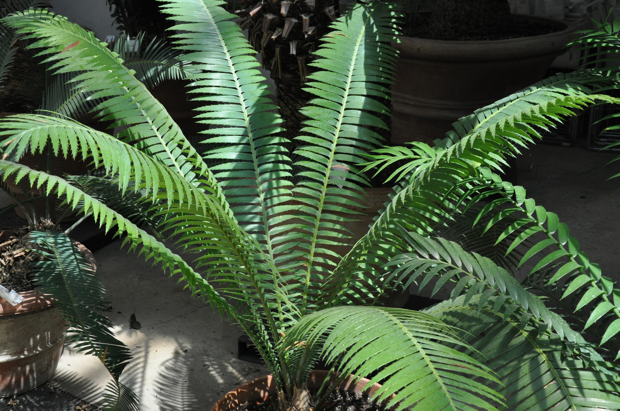 Dioon rzedowskii