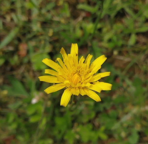 prasatník krátkoreňový (Hypochaeris radicata)