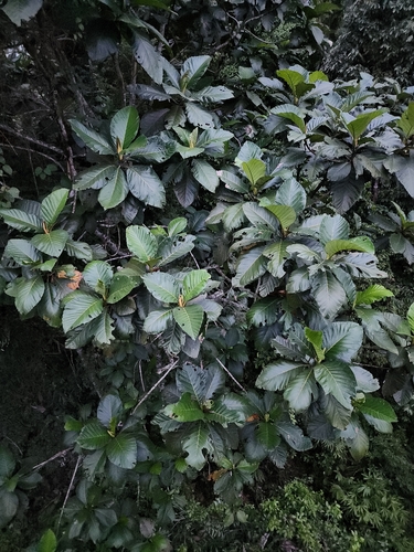 Artocarpus sericicarpus observed 2023-05-24
