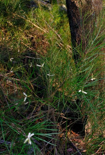 Image of Acacia longissima by (c) Peter Crowcroft, some rights reserved (CC BY)
