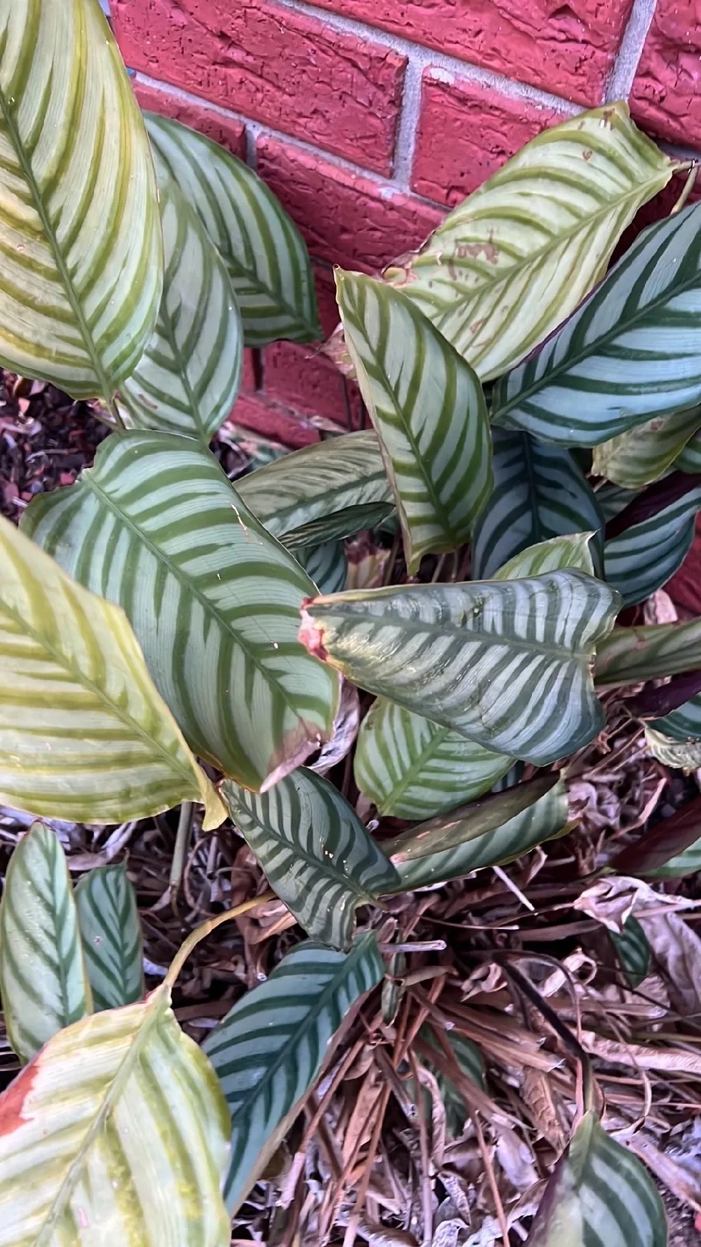 Imagem de Maranta