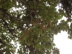 Sterculia apetala