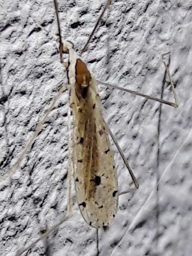 Rhipidia annulicornis