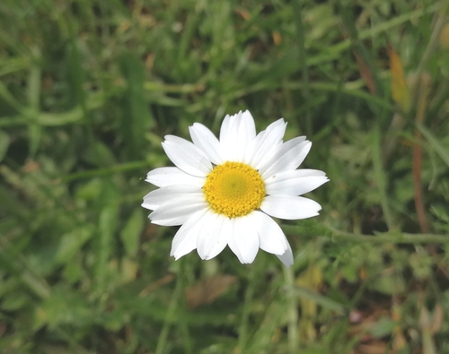 ruman roľný (Anthemis arvensis)