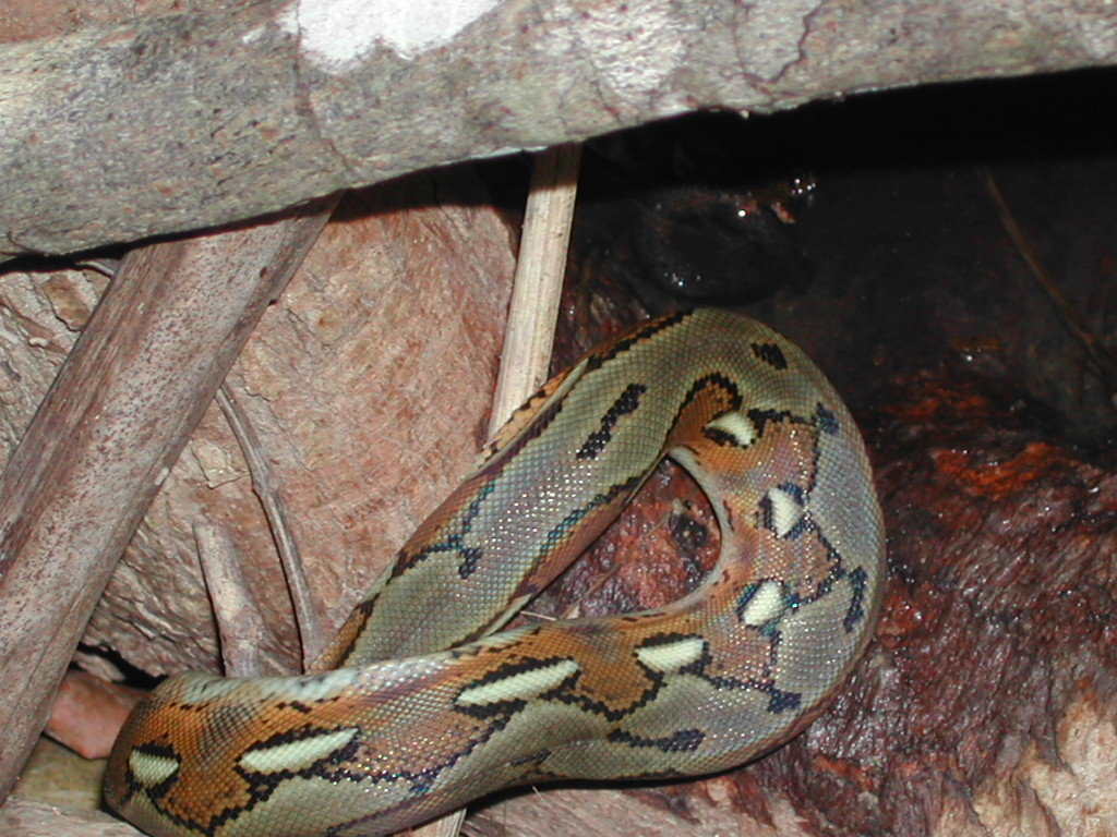 Greater Reticulated Python from Vero River, Lautem, Timor-Leste on ...