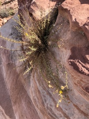 Heterotheca cinerascens