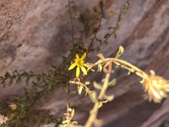 Heterotheca cinerascens