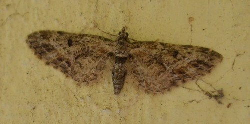 Eupithecia rotundopuncta photo 5