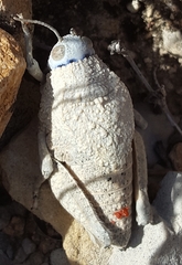 Phrynotettix robustus