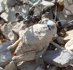 Phrynotettix robustus