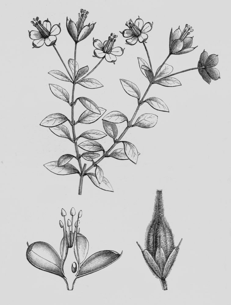 Rhynchotheca