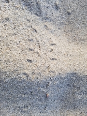 Dipodomys deserti