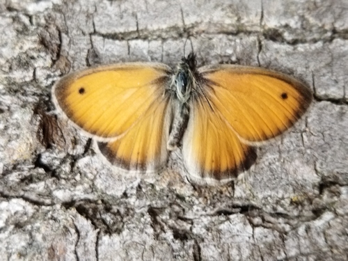 Small heath